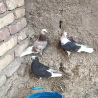 سه عددگرفتنی