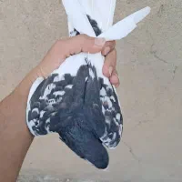 کبوتر رنگ. شهری|پرنده|شیراز, ترمینال باربری|دیوار