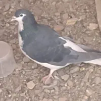 کله سفید و ساده|پرنده|آیسک, |دیوار