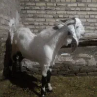 بزغاله نر پاکستانی