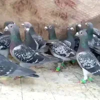 کبوتر جوجه بوم