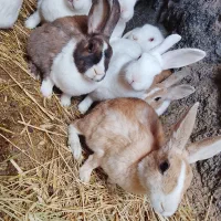 6خرگوش فروشی|موش و خرگوش|قائن, |دیوار