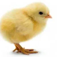 جوجه