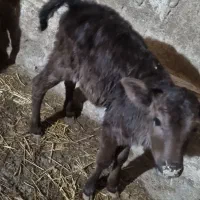 گوساله کردی تمیز وسرحال  شیری چراشده