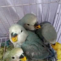 طوطی کوتوله|پرنده|سمنان, |دیوار