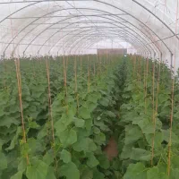 سازه گلخانه|عمده‌فروشی|چناران, |دیوار