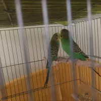 پرنده خونگی