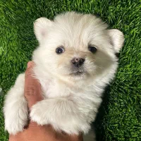 پامرانین آپارتمانی فقط 4800