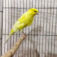 قناری رسمی دم بالای ۱۰.۵|پرنده|تبریز, |دیوار