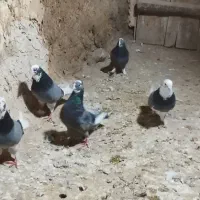 کبوترپرشی صد عدد همش یکجا جفتی ۱میلیون