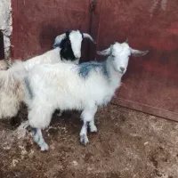 بز کوچک خوشگل و ناز