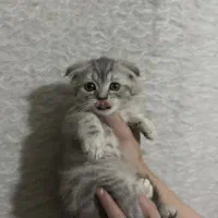 بریتیش اسکاتیش