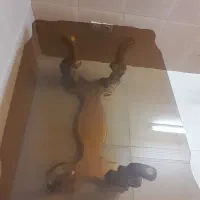 ۲ عدد شیشه ناهارخوری ۴ نفر