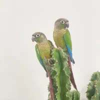 طوطی گرینچیک