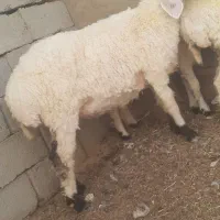 گوسفند ابست و بره گوشتی|حیوانات مزرعه|زابل, |دیوار