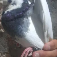 کبوتر طوقی