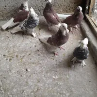 کفتر پرشی.