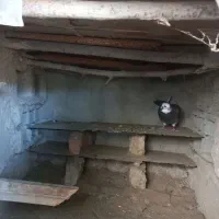 یک کبوتر خوب ۲۰۰ معاوضه هم داره