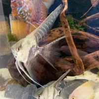 دیسکس ۲ اینچ و آنجل|ماهی|تبریز, |دیوار