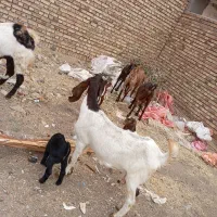 بزوبزغاله  درجه یک با بز نر|حیوانات مزرعه|باوله, |دیوار