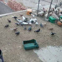 کفتر