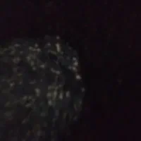 بذر پیاز|خدمات باغبانی و درختکاری|قهدریجان, |دیوار