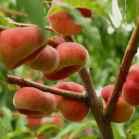 نهال های هلو انجیری و زعفرانی و...|خدمات باغبانی و درختکاری|کوهدشت, |دیوار