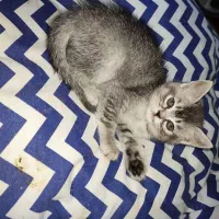 گربه بریتیش