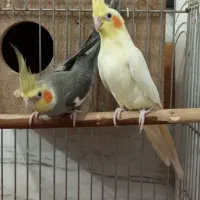 یه جفت عروس هلندی با تخم با وسایل و قفس