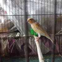 قناری|پرنده|تهران, هلال احمر|دیوار