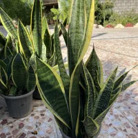 فروش گلهای آپارتمانی|گل و گیاه طبیعی|خشکبیجار, |دیوار