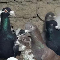 ۲۵تا دورگ پرشی دانه ۱۸۰|پرنده|مشهد, کوشش|دیوار