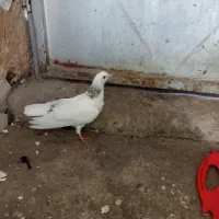 کبوتر سفید تهرانی|پرنده|بابا حیدر, |دیوار