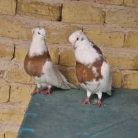 تعدادی کفتر نقابی