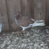 معاوضه وفروش کبوتر