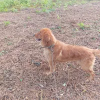 سگ گلدن اصل