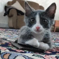 بچه گربه اسکاتیش میکس dsh