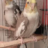 جفت مولد