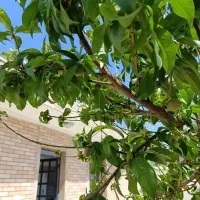 اجاره باغ