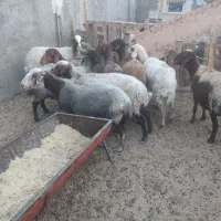 میش گوشتی