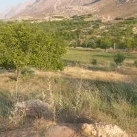 فروش 15 هزار متر یونجه در دوآب صمصامی