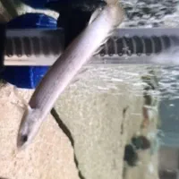 ماهی پولی 20 سانتی