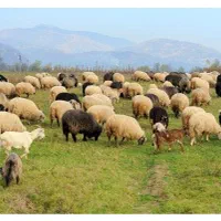 الو ماکی دام گوسفند زنده با20سال سابقه درتهران|حیوانات مزرعه|تهران, جردن|دیوار