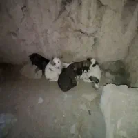 هفت توله سگ خوشکل رایگان