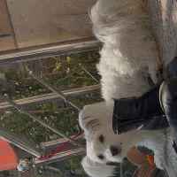 شینزو مالتیز|سگ|نجف‌آباد, یزدانشهر|دیوار