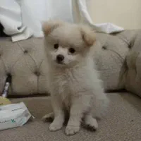 توله پامرانین ۵ ماهه