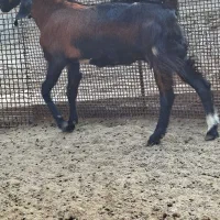 بز خوب|حیوانات مزرعه|برازجان, |دیوار