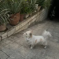 سگ بسیار اروم و تمیز