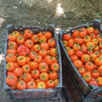 گوجه  توماتیز محلی گوجه انجیری درجه 1 تماته