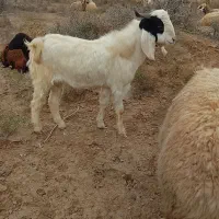 بز نر|حیوانات مزرعه|شوشتر, |دیوار